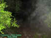 woodsecto7.jpg (39214 bytes)