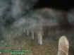 tolomatoectoplasm1.jpg (29677 bytes)