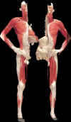 bodies7.jpg (40023 bytes)