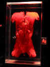 bodies9.jpg (26834 bytes)