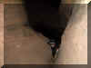 mousestanklordrickclimbing.jpg (27408 bytes)