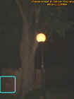 treetrunkorb.jpg (20533 bytes)