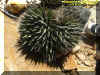 cactus1.jpg (95733 bytes)