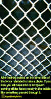 fenceecto.jpg (189305 bytes)